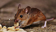 24 Hour & Emergency Exterminators in Cascade, PA